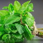 Botte de Menthe