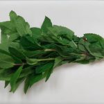 Botte de Menthe