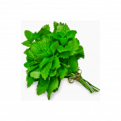 Botte de Menthe